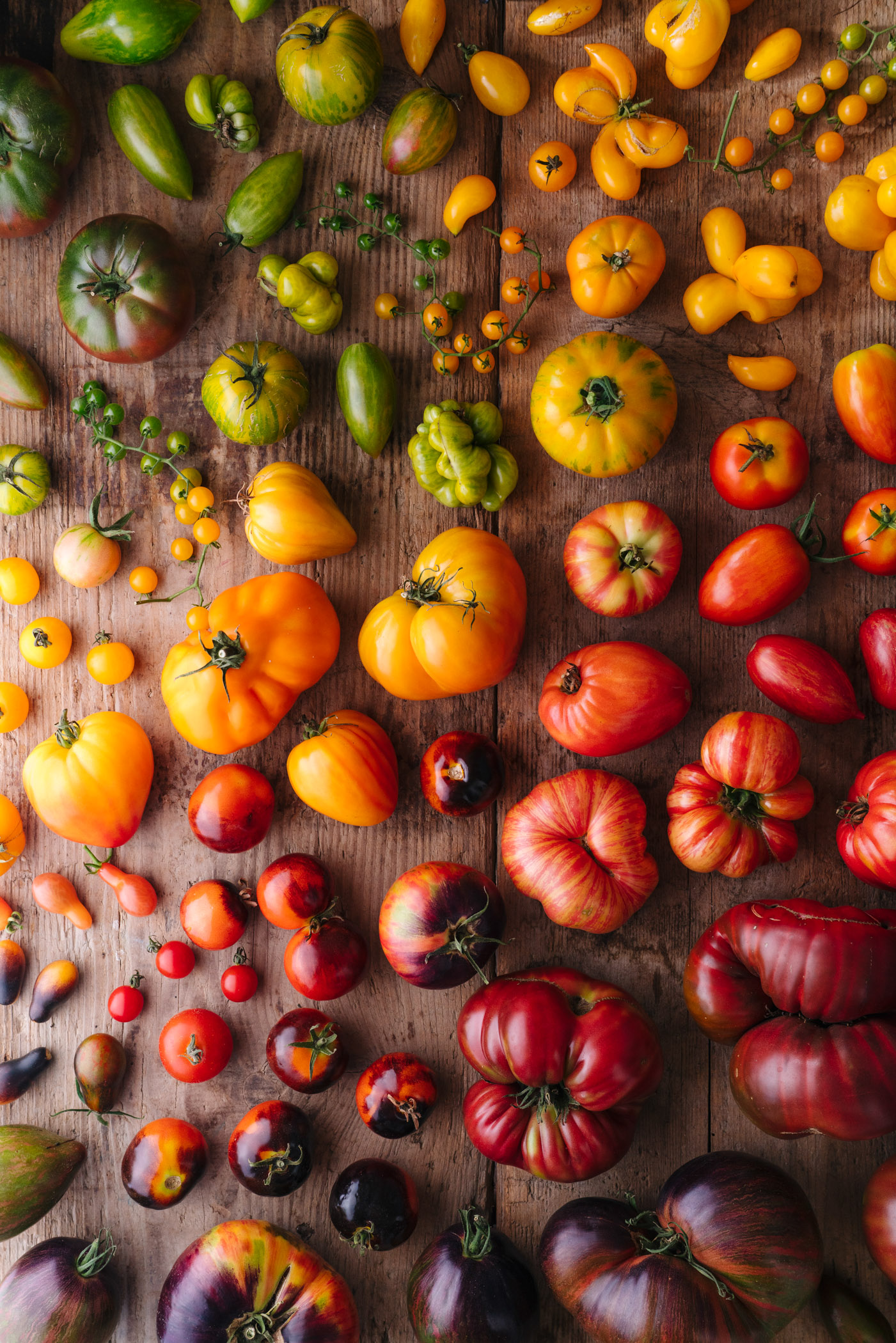 Gemüse- und Sortenvielfalt "Liebes Gemüse", alte Sorten, Tomaten